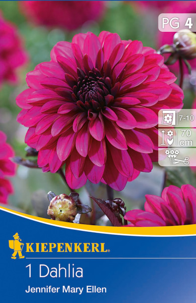Produktbild von Kiepenkerl mit einer blühenden Dekorativen Dahlie Jennifer Mary Ellen vor unscharfem Hintergrund und Informationen zur Pflanzzeit sowie Wuchshöhe.