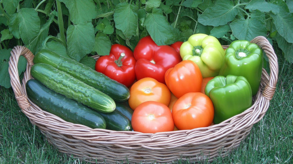 large-fresh-garden-harvest-in-a-wicker-basket