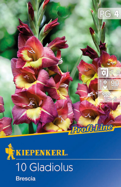 Produktbild von Kiepenkerl Bambino-Gladiole Brescia mit roten Blüten und gelben Rändern sowie Verpackungsdetails und Pflanzinformationen.