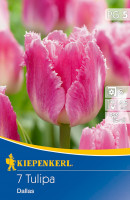 Kiepenkerl Gefranste Tulpe Dallas