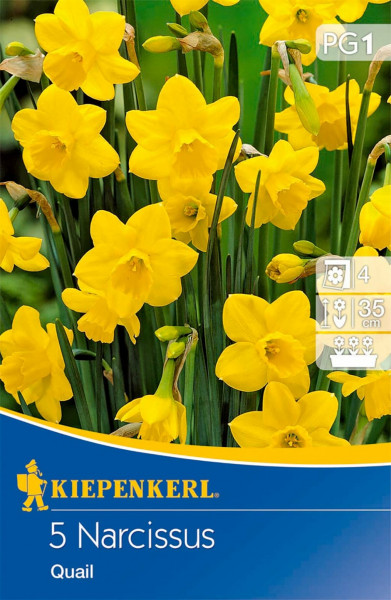 Produktbild von Kiepenkerl Botanische Narzisse Quail mit Abbildung gelber Blüten und Verpackungsdesign samt Pflanzinformationen.