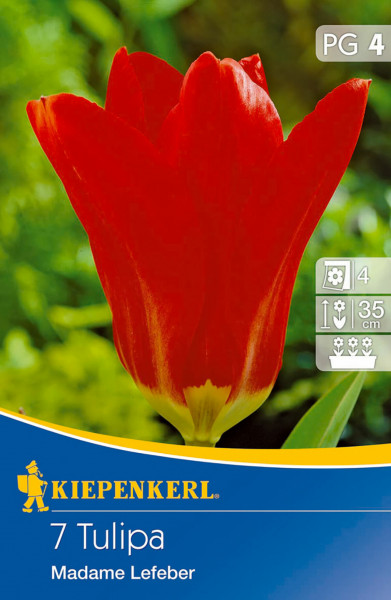 Produktbild von Kiepenkerl Fosteriana-Tulpe Madame Lefeber mit einer blühenden roten Tulpe und Verpackungsinformationen.
