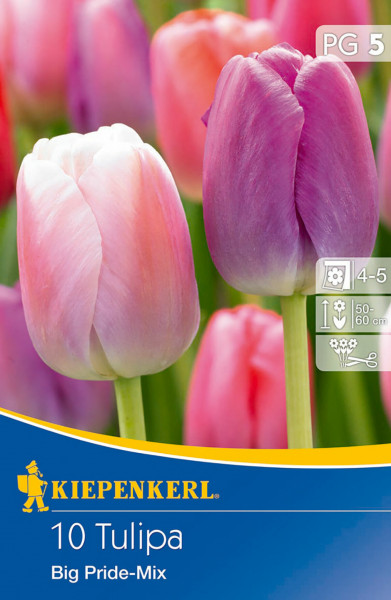 Produktbild von Kiepenkerl Darwin-Hybrid-Tulpe Big Pride Mischung mit Abbildung verschiedenfarbiger Tulpen und Verpackungsinformationen zu Blütezeit und Wuchshöhe.