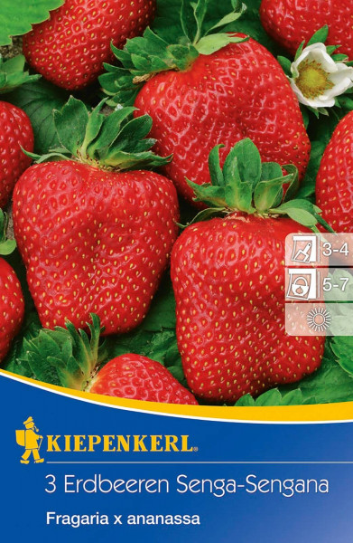 Produktbild von Kiepenkerl Erdbeeren Senga-Sengana Fragaria x ananassa mit reifen roten Erdbeeren und Pflanzanleitungssymbolen auf der Verpackung.