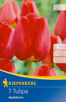 Kiepenkerl Darwin-Hybrid-Tulpe Apeldoorn