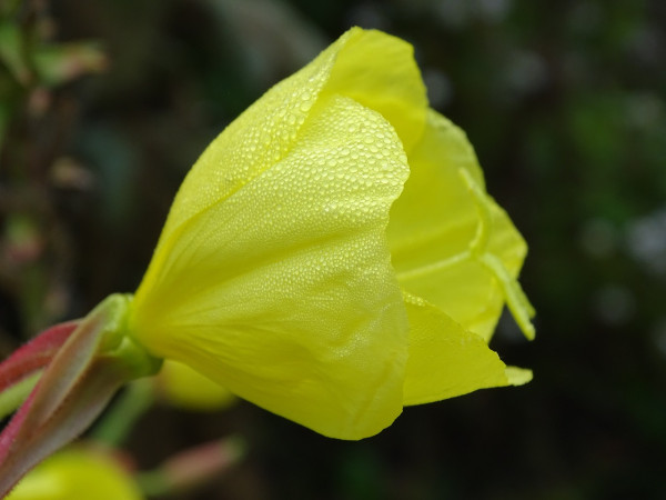 evening-primrose-2791587_1280