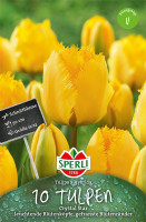 Sperli Gefranste Tulpe Crystal Star