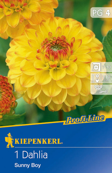 Produktbild von Kiepenkerl Ball-Dahlie Sunny Boy mit gelben Blüten und Verpackungsdesign der Profi-Line-Serie samt Pflegehinweisen und Markenlogo.