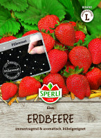 SPERLI Erdbeere Elan, F1