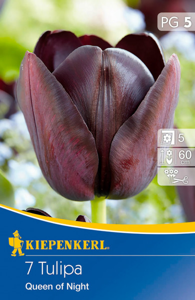 Produktbild von Kiepenkerl Einfache späte Tulpe Queen of Night mit Nahaufnahme der dunkelvioletten Blüte und Verpackungsdesign mit Produktinformationen.