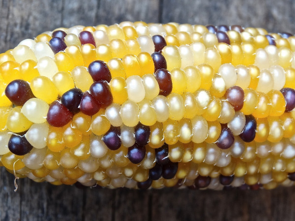 ornamental-corn-441196_1920