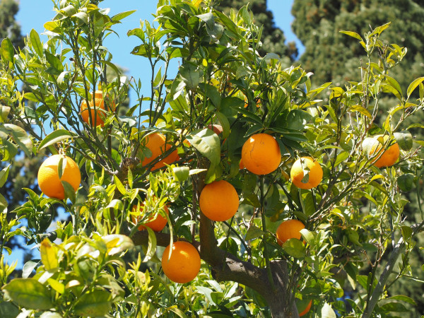 oranges-1117637_1920