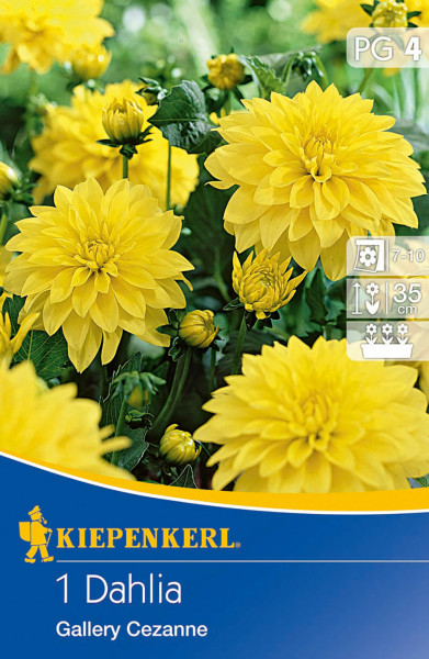 Produktbild der Kiepenkerl Kübel und Beet Dahlie Cezanne mit gelben Blüten und Informationen zur Pflanzengröße sowie zur Topf und Beetkultur.
