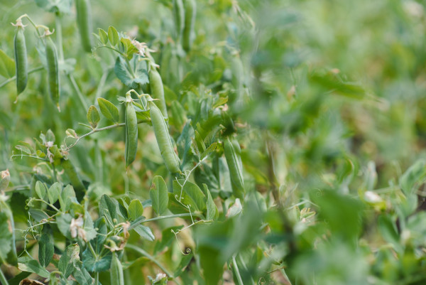large-peas-growing-on-the-farm-1