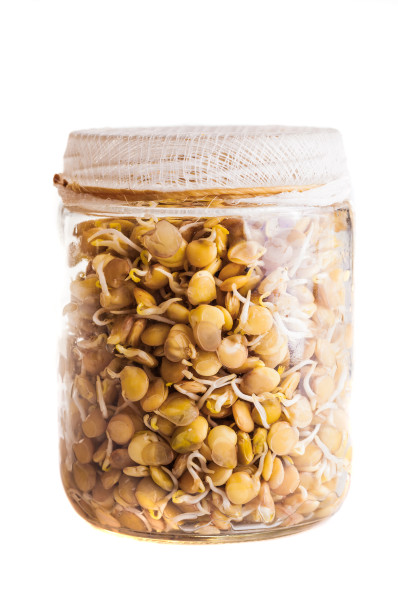 large-sprouting-lentils-growing-in-a-glass-jar-1