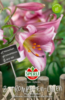 Sperli Lilie Pink Perfection