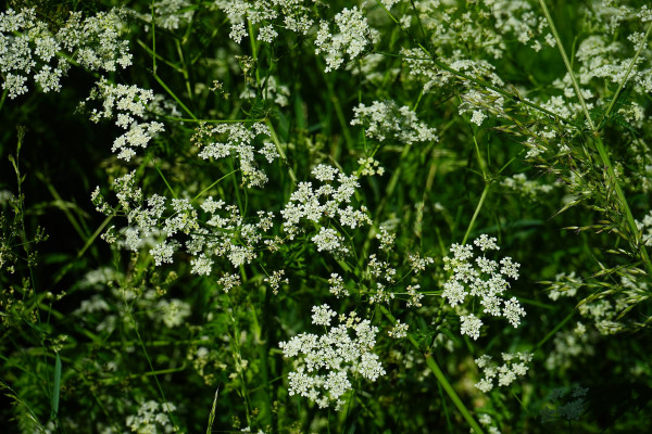 meadow-chervil-474767_1920