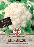 Sperli Blumenkohl Bola de Neve (Erfurter Zwerg)