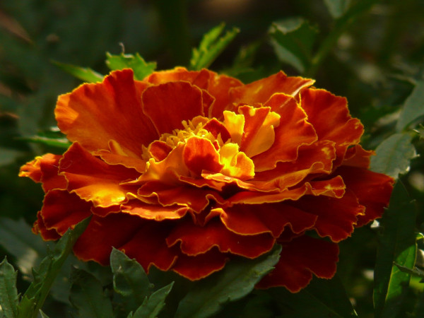 tagetes-8832_1920