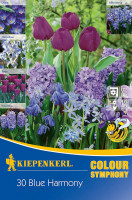Kiepenkerl Colour Symphony Blue Harmony
