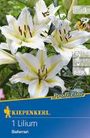 Kiepenkerl Oriental-Lilie Baferrari