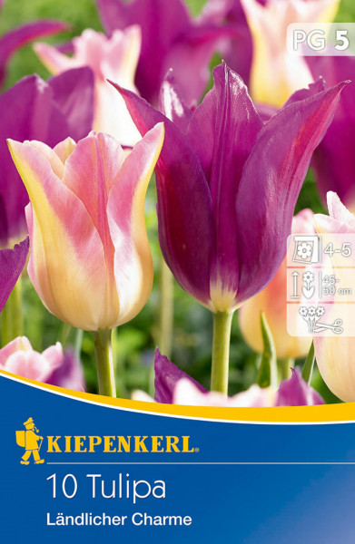 Produktbild von Kiepenkerl Lilienblütige Tulpe Ländlicher Charme mit Abbildungen der Violetten und rosa Tulpen sowie Packungsinformationen