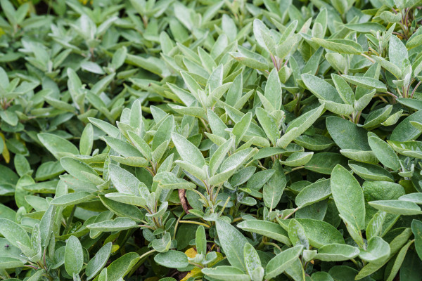 2400-close-up-of-sage-plants-in-a-herb-garden-sage-salvia-officinalis