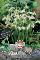 Sperli Maxi Ikaria-Schneeglöckchen