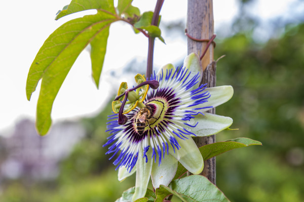 large-a-close-up-of-the-passion-flower-and-bee-a-unique-flower-blooms-for-a-few-days-passiflora