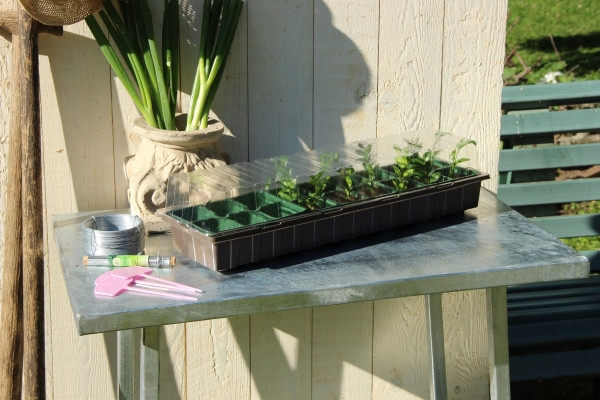 Produktbild von Videx Fensterbank Gewächshaus taupe gefüllt mit jungen Pflanzen auf einer Steinoberfläche neben Gartengeräten und einem Topf mit Lauch.