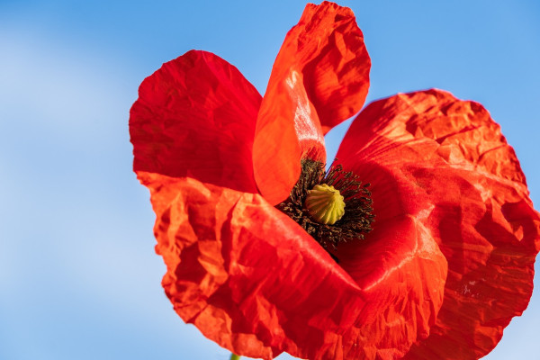 poppy-5199556_1280