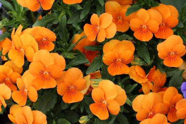 nasturtiums-2510263_1920