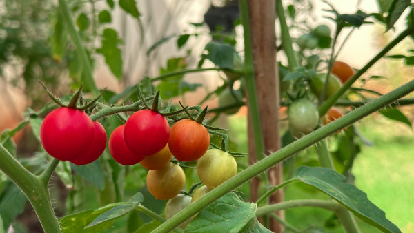 large-home-made-cherry-tomato-at-garden