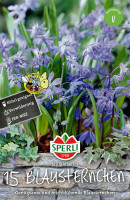 Sperli Sibirischer Blaustern