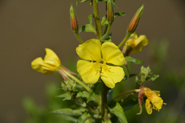 2400-evening-primrose-onagraceae-yellow-flower-beautiful-blooming-and-buds