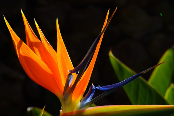 bird-of-paradise-flower-375686_1920