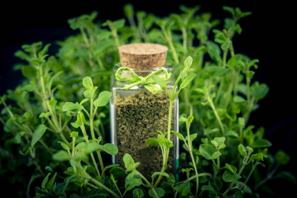 2400-oregano-origanum-vulgar-delicious-kitchen-herbs