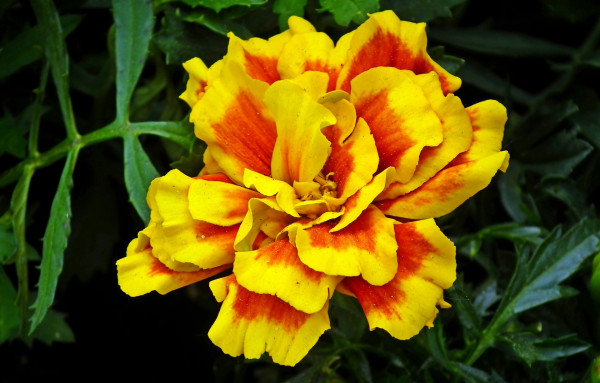 the-tagetes-5215396_1920