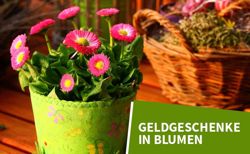 Samen, Sämereien Dünger und Erden günstig auf Samen.de Samen.de