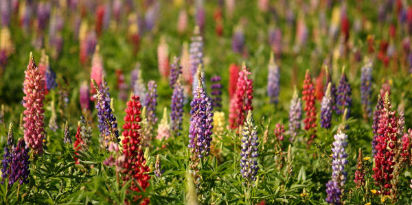 lupins-1598055_1920