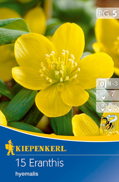 Produktbild von Kiepenkerl Winterling mit Nahaufnahme der gelben Blüten und Verpackungsinformationen inklusive Pflanzhinweisen.