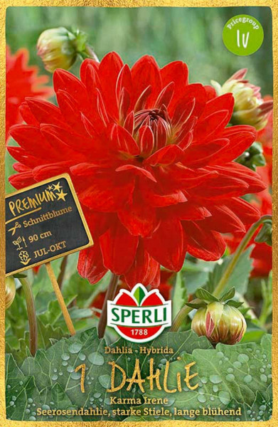 Produktbild von Sperli Dahlie Karma Irene mit roten Blüten und Informationen zu Pflanzzeit und Blütezeit sowie der Marken- und Sortenbezeichnung in deutscher Sprache