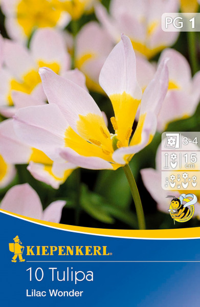 Produktbild von Kiepenkerl Wildtulpe Lilac Wonder mit Abbildung der Blumen und Verpackungsinformationen
