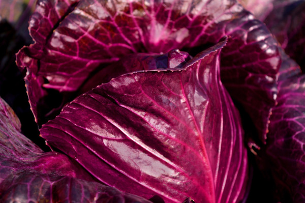 red-cabbage-4559494_1920