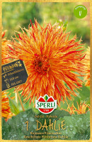 Sperli Dahlie Reijmans Firecracker