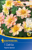 Kiepenkerl Baby-Dahlie Topmix Apricot