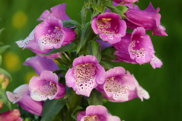 common-foxglove-5174679_1920