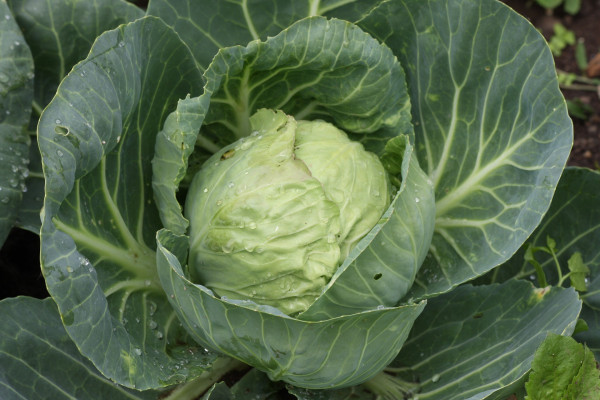 white-cabbage-2674980_1920