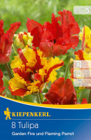 Kiepenkerl Papagei Tulpe Garden Fire