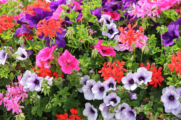 colorful-flowers-4355583_1920